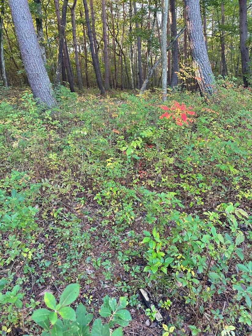 森の紅葉